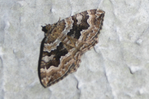 Camptogramma bistrigata